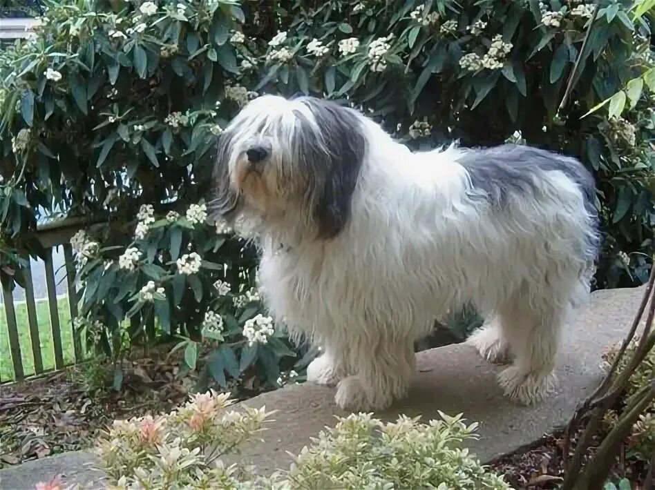 Польская низинная овчарка фото Polish Lowland Sheepdog