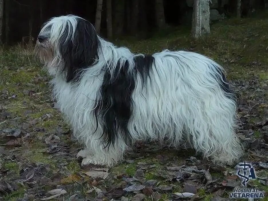 Польская низинная овчарка фото Polish Lowland Sheepdog (Polish Owczarek Nizinny) breed Photo Polish lowland she