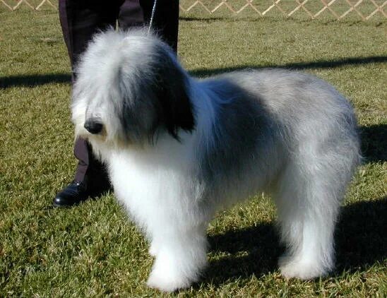 Польская овчарка фото Pakistan Polish Lowland Sheepdog Breeders, Grooming, Dog, Puppies, Reviews, Arti