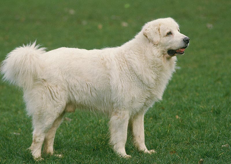 Польская овчарка фото POLISH TATRA SHEEPDOG, ADULT STANDING on GRASS Stock Image - Image of color, fam