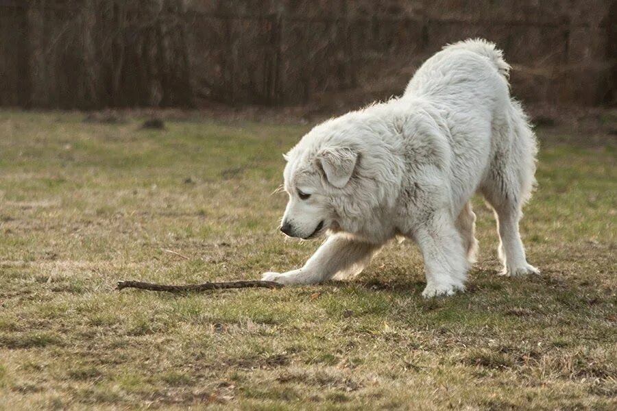 Польская овчарка фото взрослой собаки Wyzwanie na luty: zdjęcie Muzy #15 Animaux