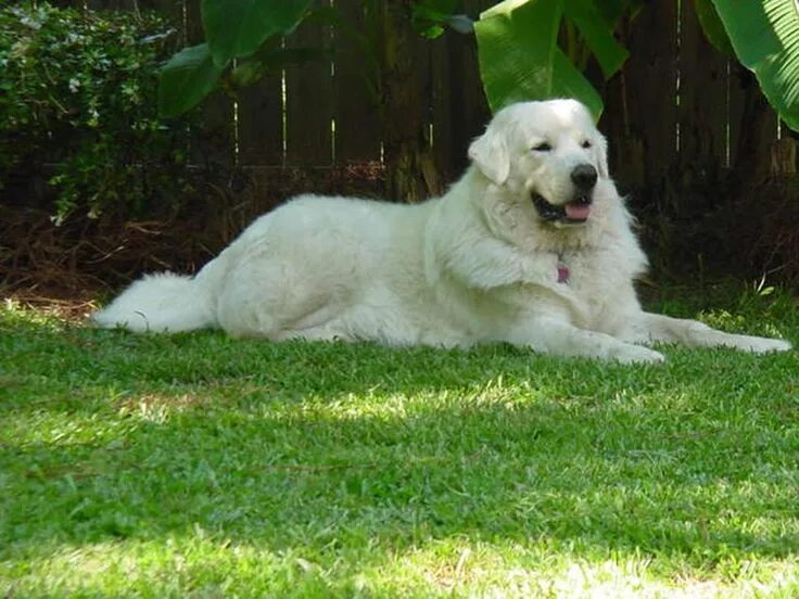 Польская овчарка фото взрослой собаки Polish tatra sheepdog Hondenrassen, Honden, Berghonden