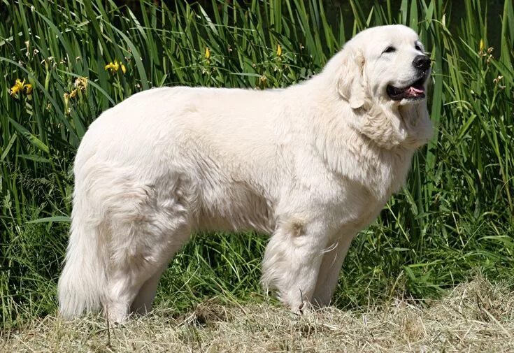 Польская овчарка фото взрослой собаки Tatrahond ofPolski owczarek podhalanski / Polish Tatra Sheepdog Livestock guardi