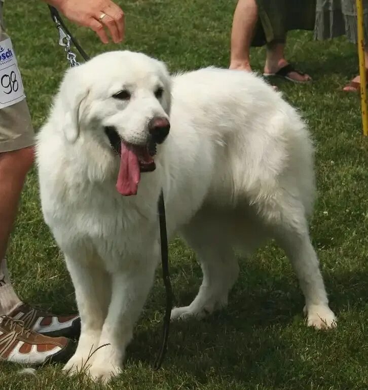 Польская овчарка фото взрослой собаки Tatra shepherd dogs Polish dog breed Shepherd dog, Dog breeds, Top dog breeds