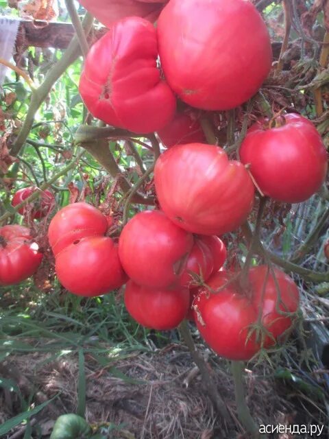 Польская слива томат фото Томат Польская слива тетушки Сварло (Aunt Swarlo's Polish Plum) США, 5семян Дачн