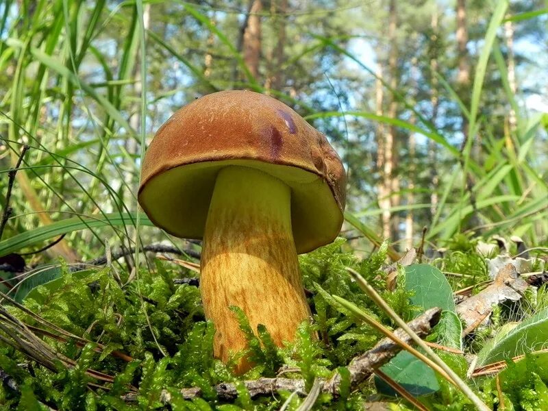 Польский белый гриб фото и описание Гриб Польский Boletus badius - купить мицелий грибов в интернет-магазине