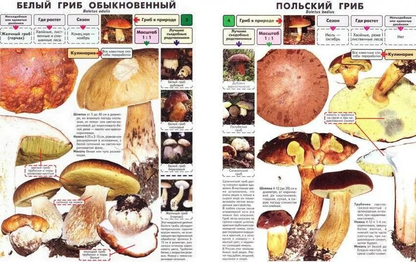 Польский белый гриб фото и описание Как отличить ложный польский гриб по фото и описанию