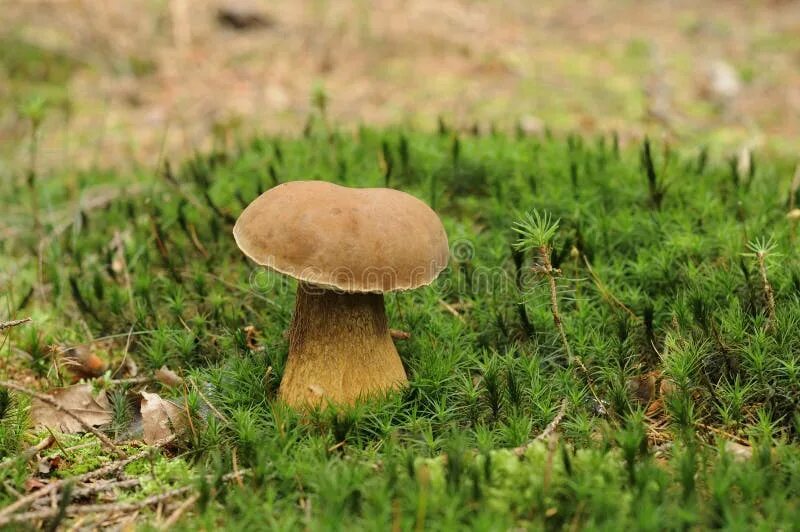 Польский белый гриб как выглядит Tylopilus Felleus Mushroom, Ardennes Stock Photo - Image of close, detail: 21569