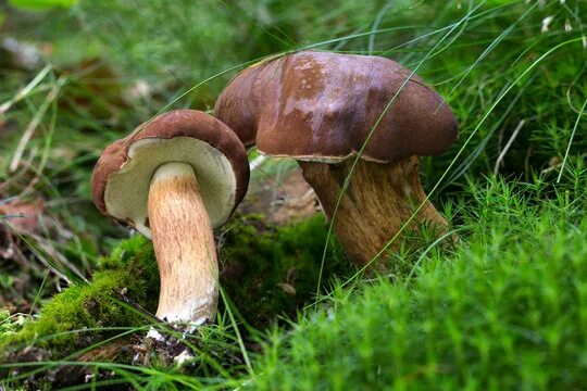 Польский гриб фото и описание и похожие "Boletus Badius" Изображения: просматривайте стоковые фотографии, векторные изоб