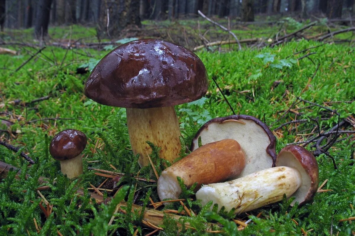 Польский гриб фото и описание и похожие Boletus badius. Фото на сайте "Грибы: информация и фотографии"