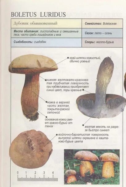 Польский гриб фото и описание приготовление Справочник Пелле Янсена "Все о грибах" - Фотография 65 из 69 ВКонтакте