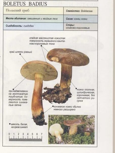 Польский гриб фото и описание приготовление Справочник Пелле Янсена "Все о грибах" - Фотография 56 из 69 ВКонтакте