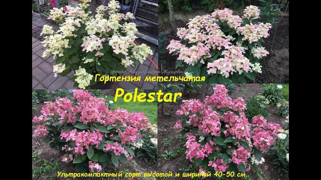 Полстар гортензия метельчатая фото Hydrangea paniculata Polestar гортензия метельчатая Полестар карликовая - YouTub