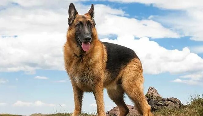 Полу овчарка фото 20 Cool Facts You Didn't Know About German Shepherds Dog Breeds German shepherd 