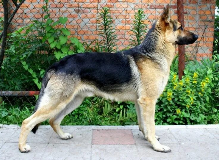 Полу овчарка фото East European Shepherd, a variation of the GSD as bred in Russia Hunde, Tiere