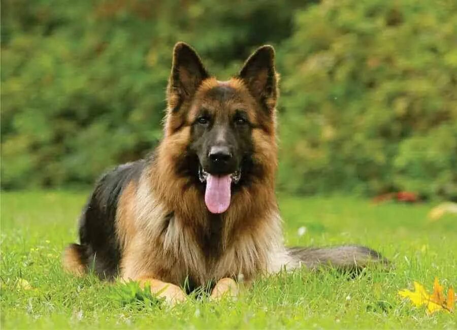 Полу овчарка фото Male VS. Female German Shepherds: What's The Difference? - Puppy FAQ German shep