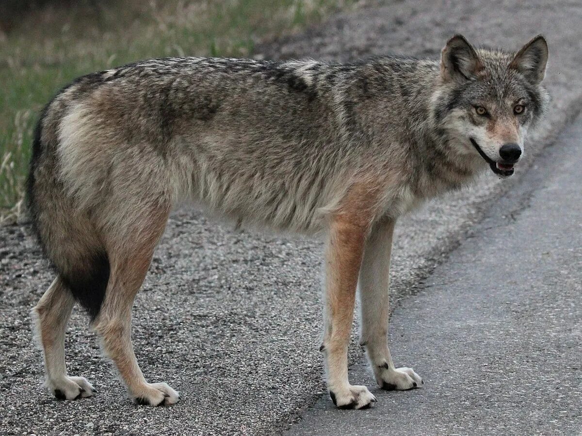 Полу волк фото File:Gray wolf from Thunder Bay 1.jpeg - Wikimedia Commons