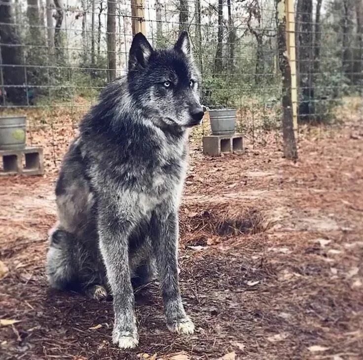 Полу волк фото Pin on Wolves Hybrid dogs, Wolfdog hybrid, Wolf dog