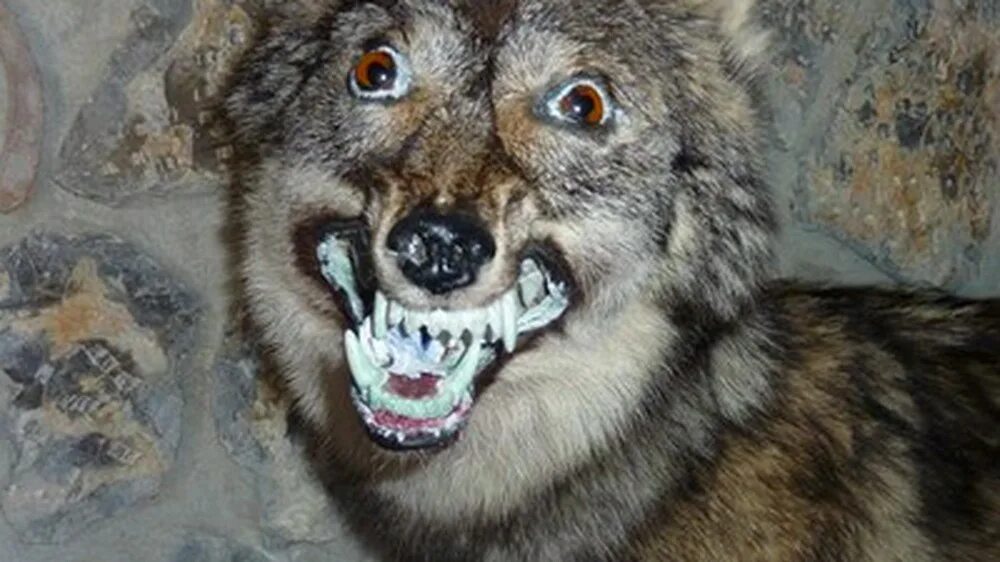 Полу волк фото Create meme "stuffed wolf meme, demented wolves, wolf memes" - Pictures - Meme-a