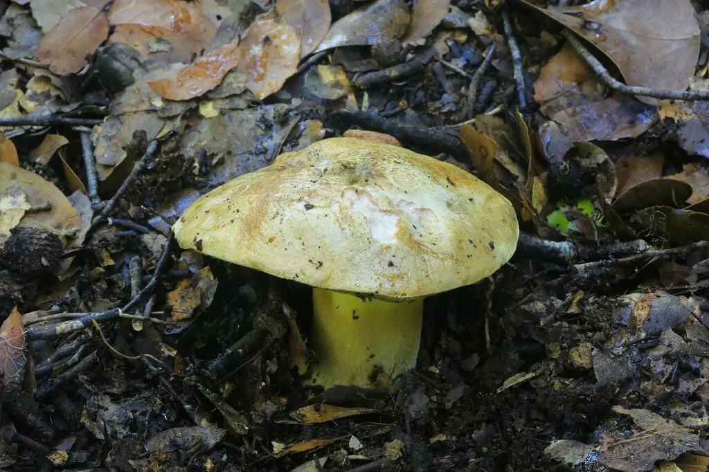 Полубелый гриб фото Полубелый гриб (Boletus impolitus) фотографии, видео и истории