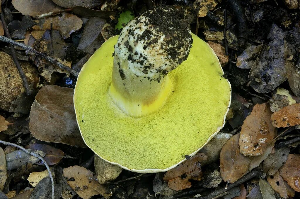 Полубелый гриб фото Полубелый гриб (Boletus impolitus) фотографии, видео и истории