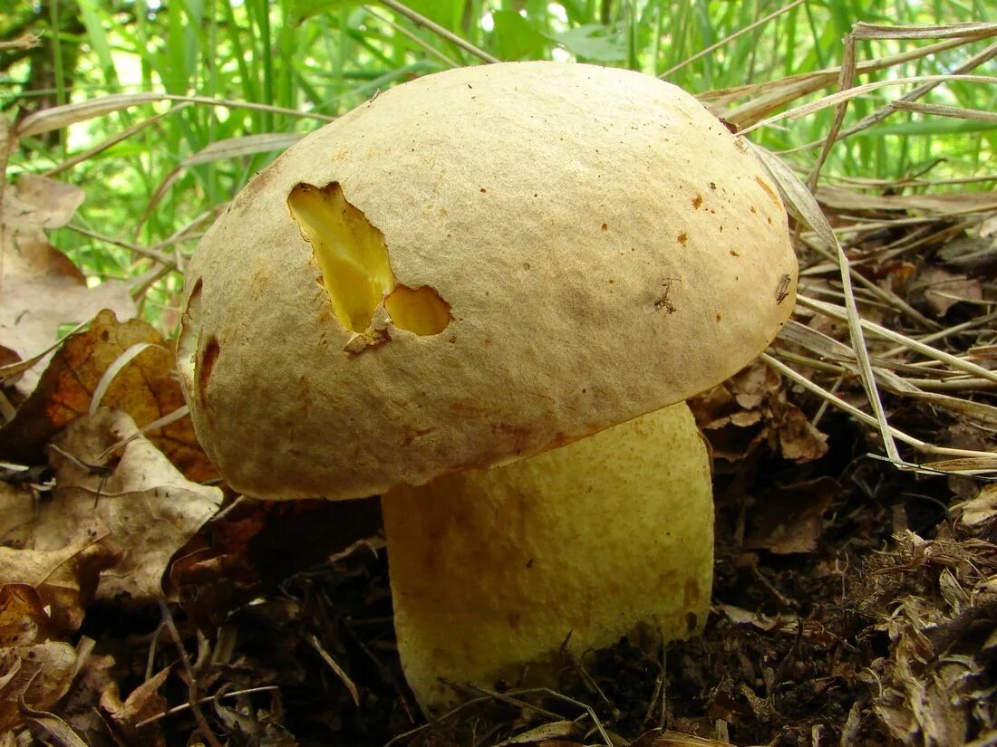 Полубелый гриб описание и фото Полубелый гриб (Boletus impolitus): фото, описание и как его готовить