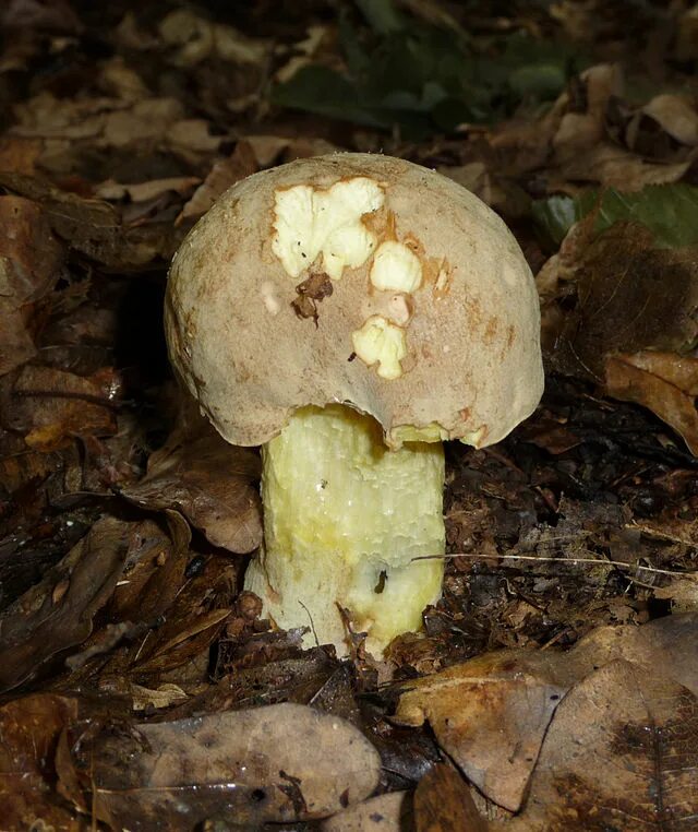 Полубелый гриб описание и фото File:Boletus impolitus 2009 G2.jpg - Wikipedia