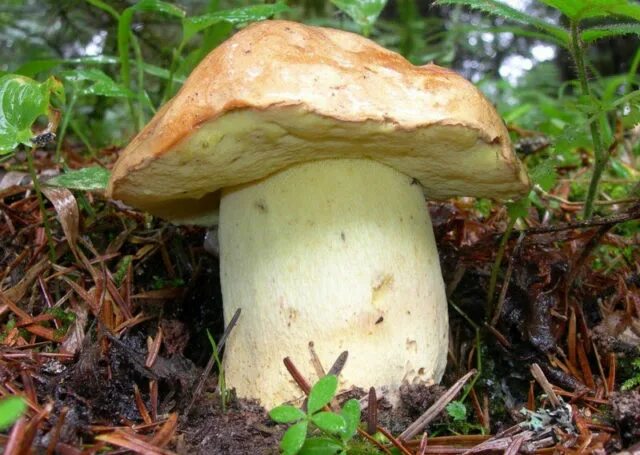 Полубелый гриб описание и фото Description and photos of semi-white mushroom