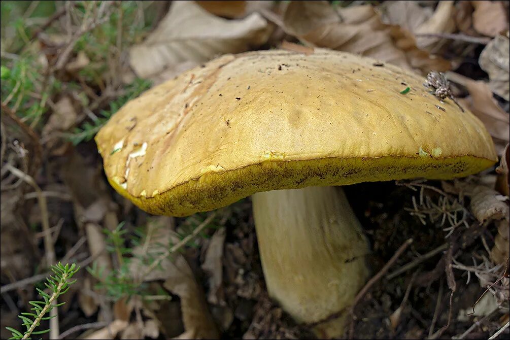 Полубелый гриб описание и фото Hemileccinum-impolitum_3 Hemileccinum impolitum (Fr.) Šuta. Flickr