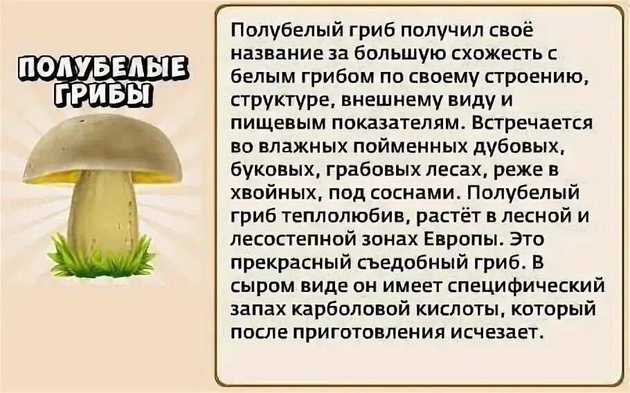 Полубелый гриб описание и фото Полубелый гриб (Boletus impolitus): фото, описание и как его готовить