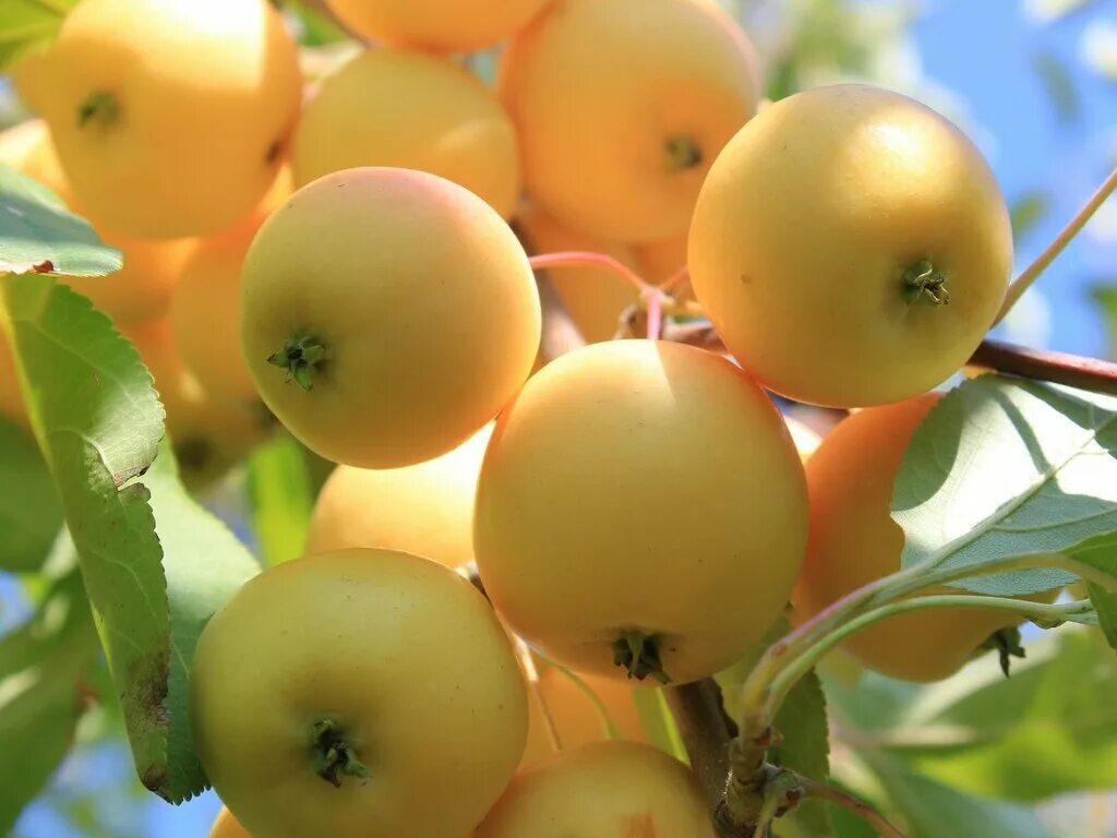 Полукультурка уральское наливное описание фото отзывы Agrofirma Usadba, agricultural enterprise, selo Froly, Sibirskaya ulitsa, 28Г - 