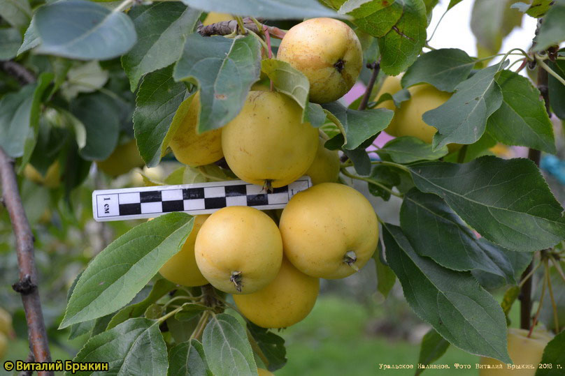 I will sell 2 buckets of cargo and 1 bucket of white mushrooms, also apples, var