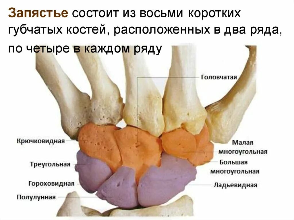 Полулунная кость кисти фото Полулунная кость какая кость: найдено 82 изображений