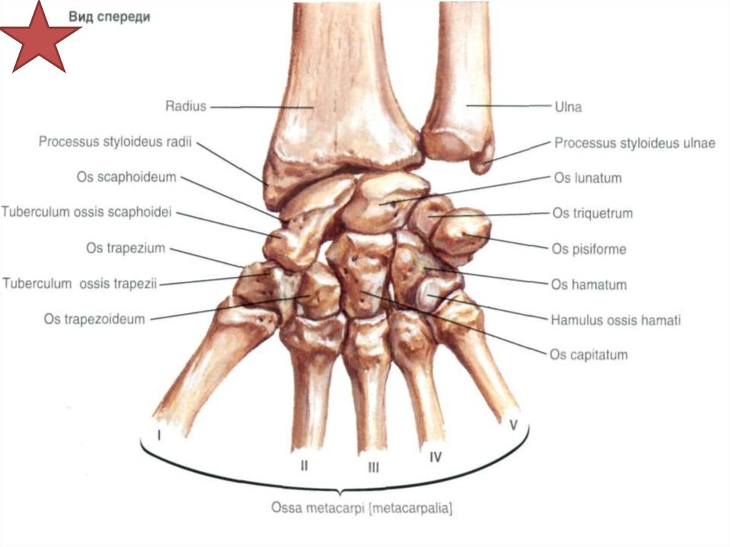 Полулунная кость кисти фото Полулунная кость какая кость: найдено 82 изображений