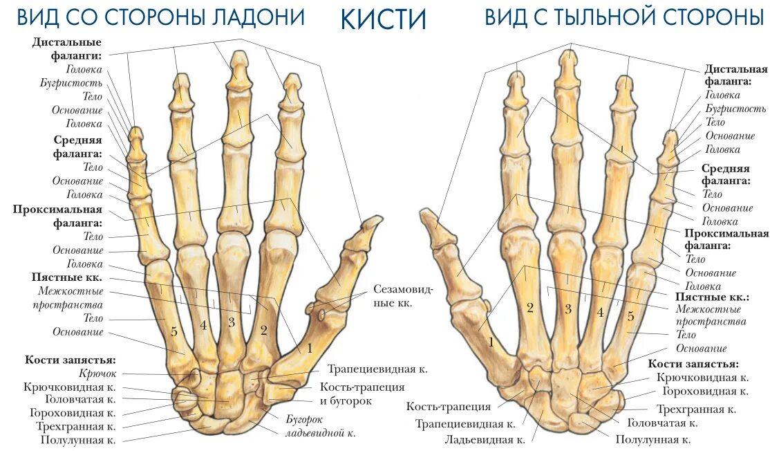 Картинки ГОЛОВЧАТАЯ КОСТЬ ЗАПЯСТЬЯ