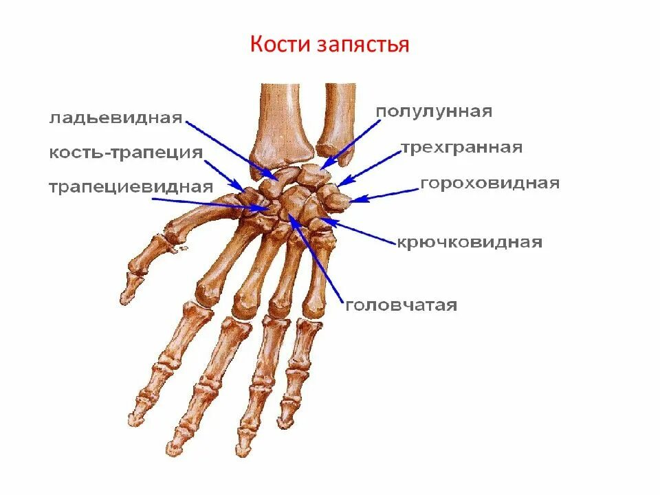 Полулунная кость кисти фото Нкей кисти