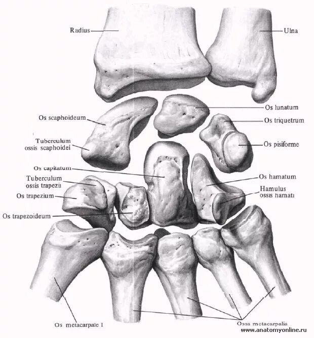 Полулунная кость кисти фото Кости запястья это... Что такое Кости запястья?