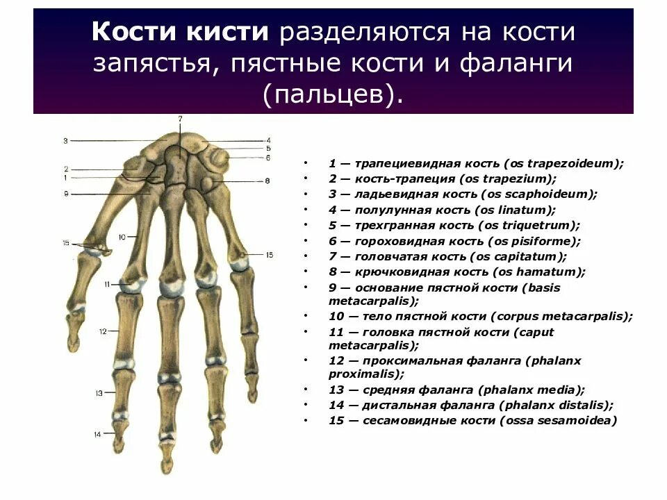 Полулунная кость кисти фото Трапециевидная кость кисти - найдено 84 картинок