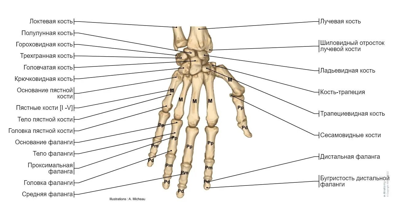 Полулунная кость запястья фото Анатомия верхней конечности e-Anatomy