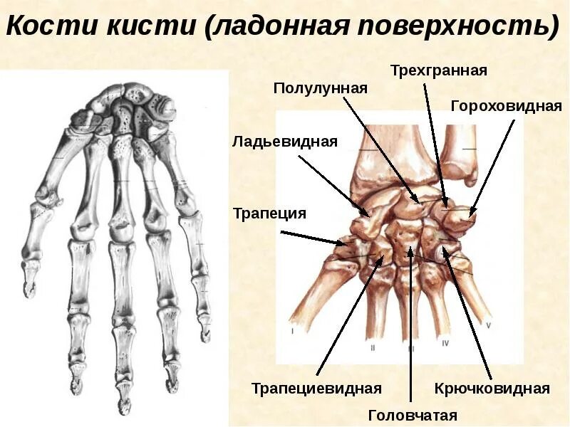 Полулунная кость запястья фото Скелет конечностей