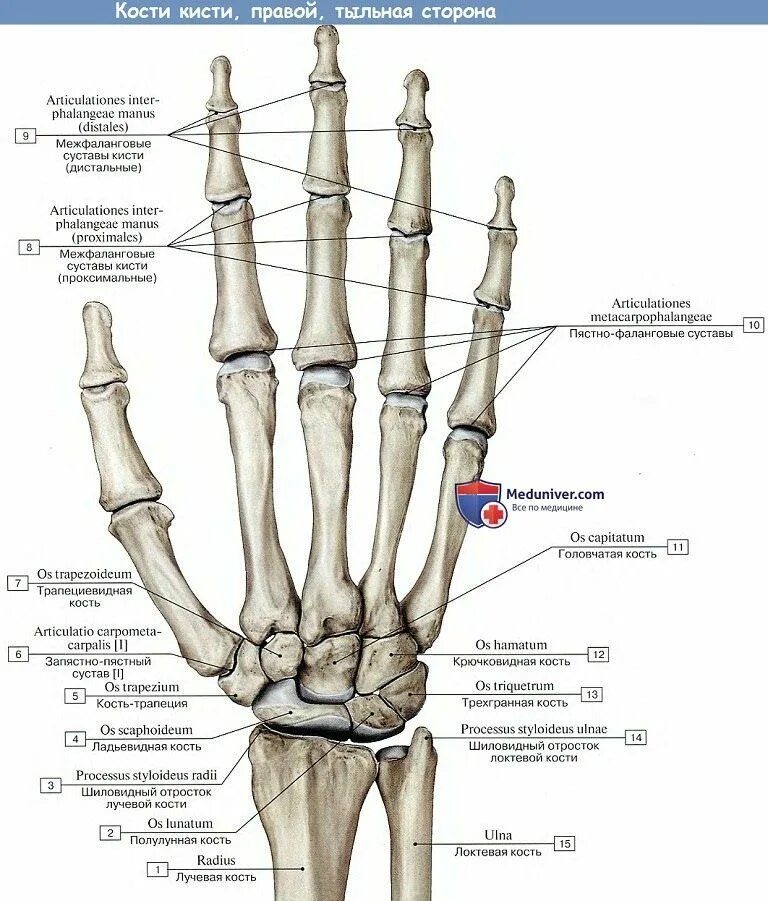 Полулунная кость запястья фото Анатомия : Пясть. Кости пальцев кисти.