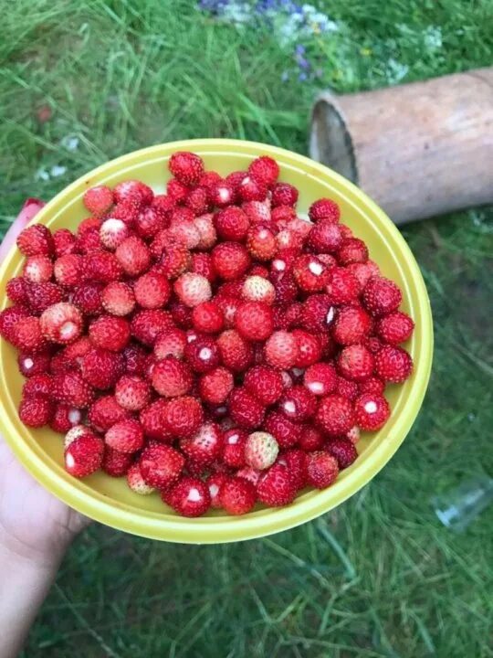 Полуника ягоды фото и описание Свежая лесная земляника - купить в Тюмени, цена 600 руб., продано 9 июля 2020 - 