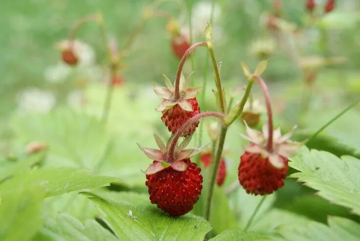 Полуница ягода фото Planting Wild Strawberry Ground Cover - Growing Wild Strawberries Strawberry pla