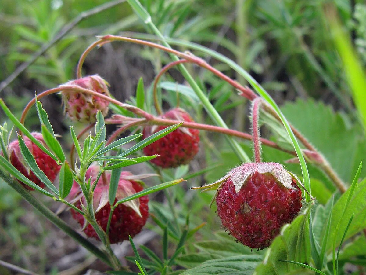 Полуница ягода фото Земляника зеленая (Fragaria viridis)