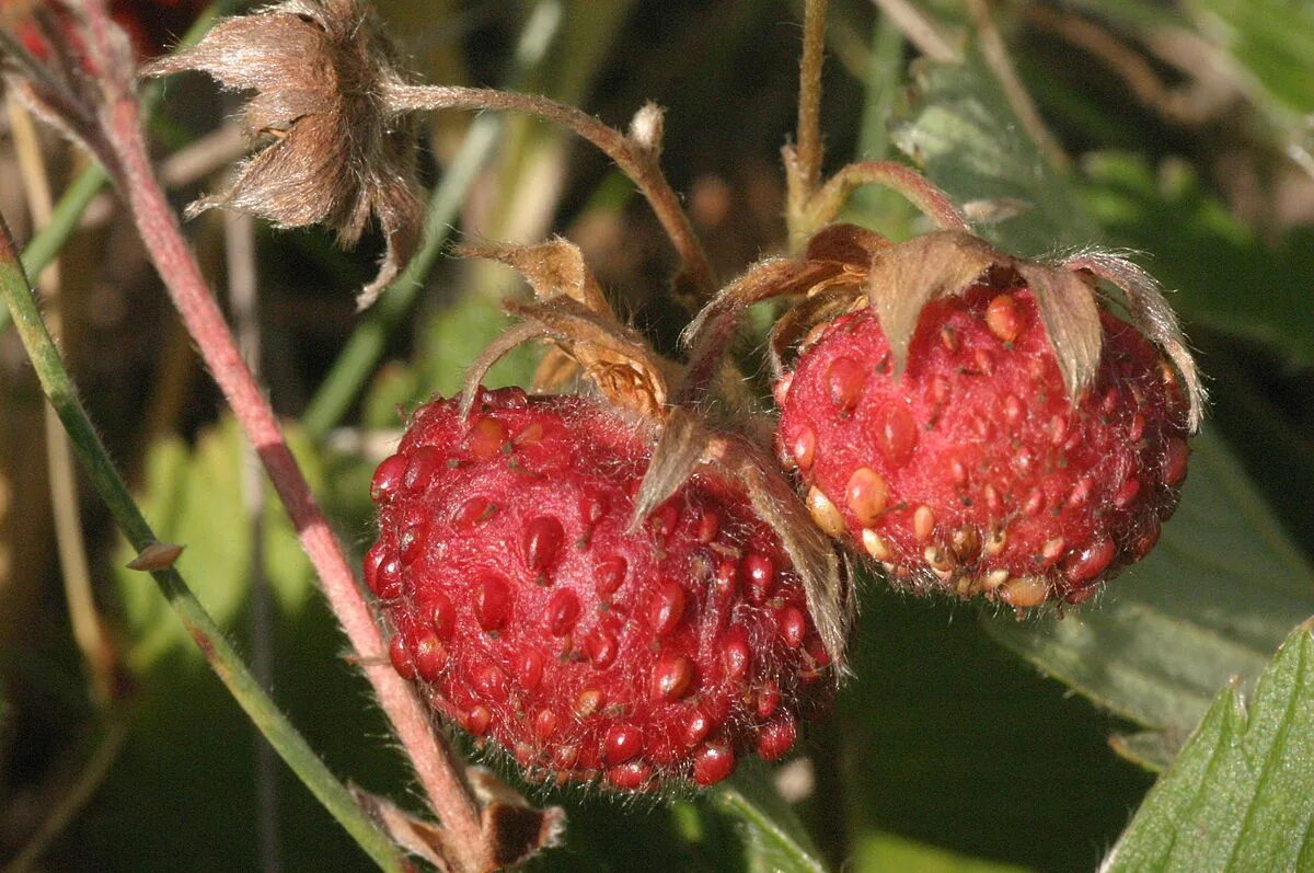 Полуница ягода фото Fragaria viridis - Wikipedia tiếng Việt