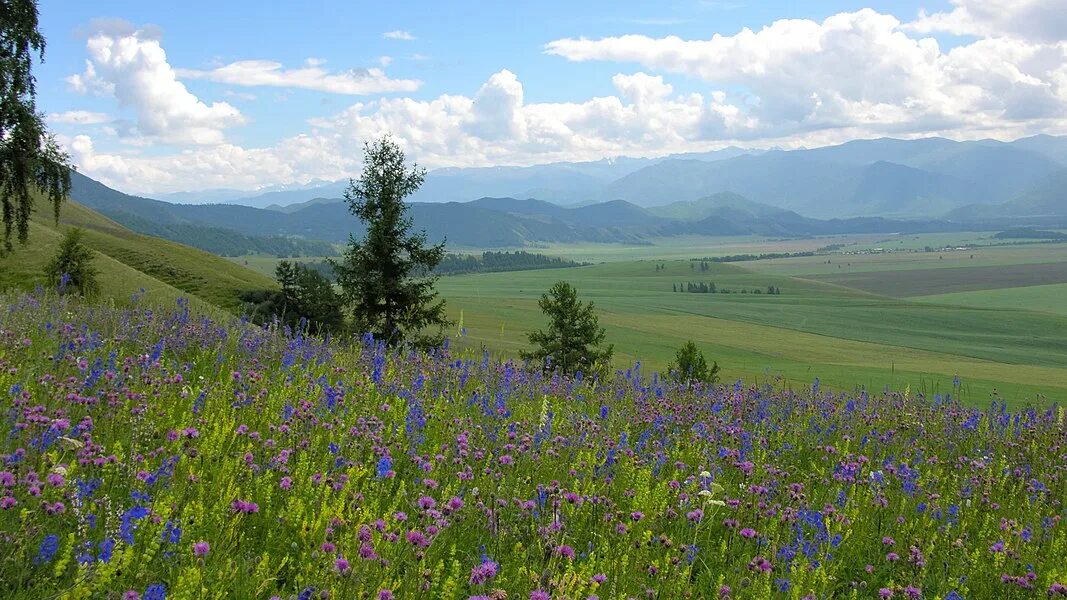 Поля алтая фото География Республики Алтай - Википедия