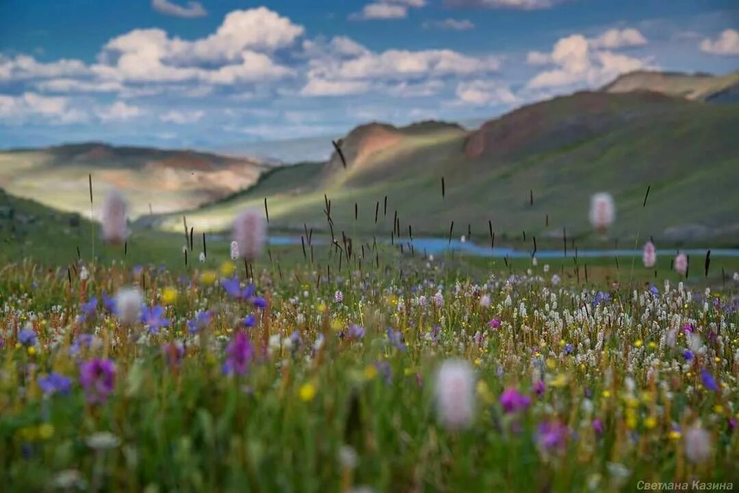 Поля алтая фото Июльские травы Алтайский гор - божественное благоухание... #горы #Горный_Алтай #