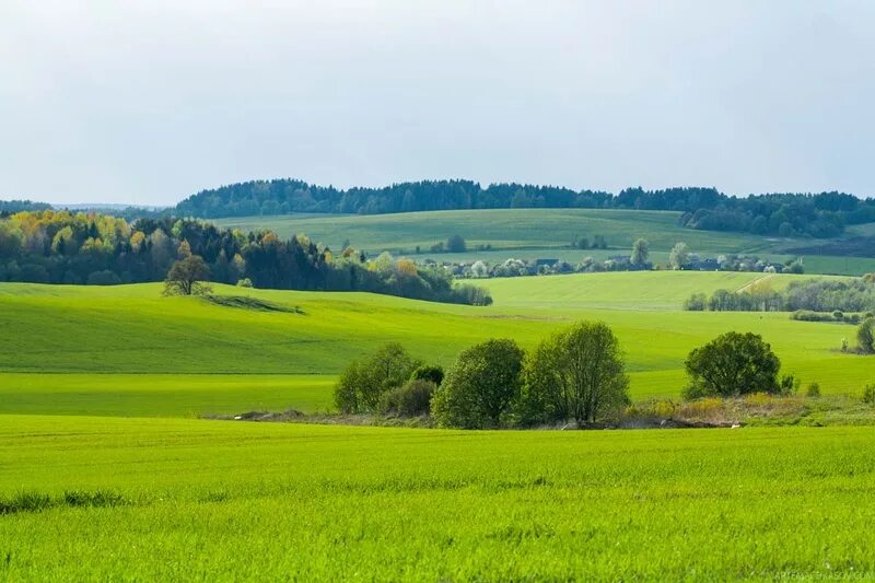 Поля беларуси фото Выстава "Наш край любімы - Беларусь" працуе ў гістарычным музеі zviazda.by