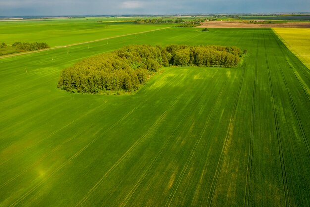 Поля беларуси фото Premium Photo The route passes between the green fields of Belarus. Top view