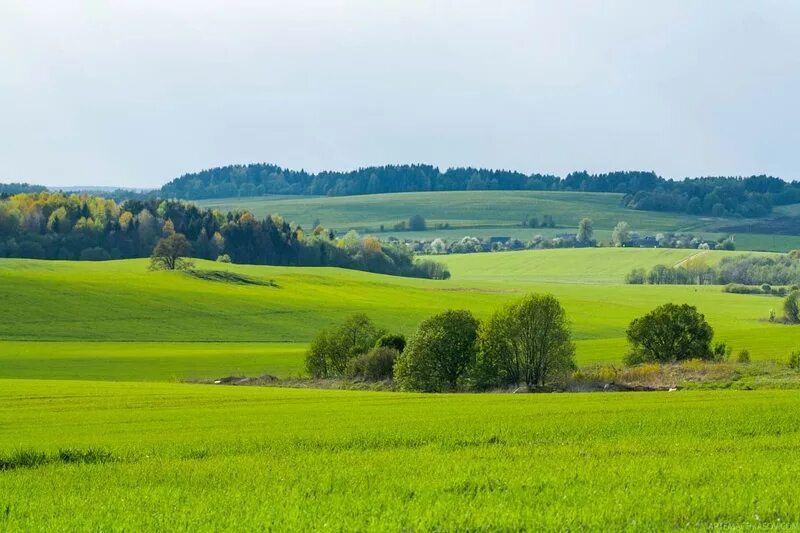 Поля белоруссии фото Выстава "Наш край любімы - Беларусь" працуе ў гістарычным музеі zviazda.by